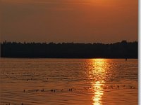 sized_Ringelsven_20080608 _12